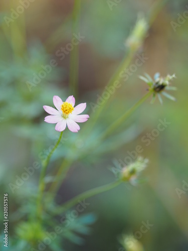 pink Flower in the nature