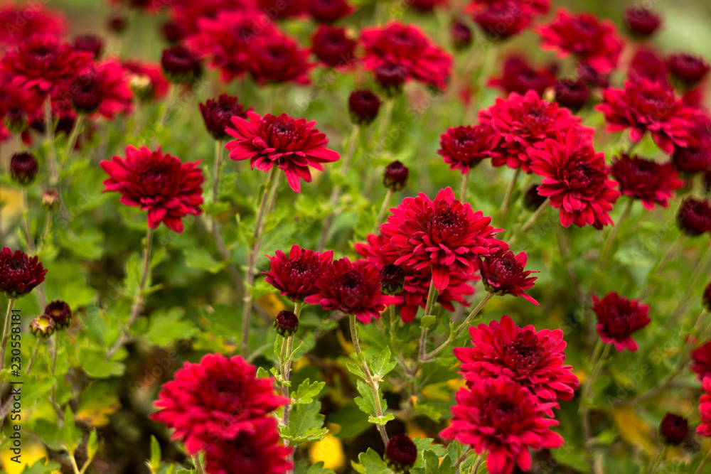 Bush of red chrysanthemums blooms in the garden, bright autumn flowers like chamomile, background Bush of red chrysanthemums blooms in the garden, bright autumn flowers like chamomile, background