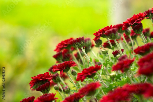 Red chrysanthemums in the garden, bright autumn flowers like chamomile, background
