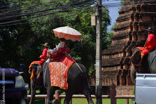 Riding Elephants: Ayutthaya, Thailand. 15-minute ride - rather pricey for such a quick excursion. If wanting to skip the ride, anyone can view the elephants in their kraals and feed them sugarcane.  photo