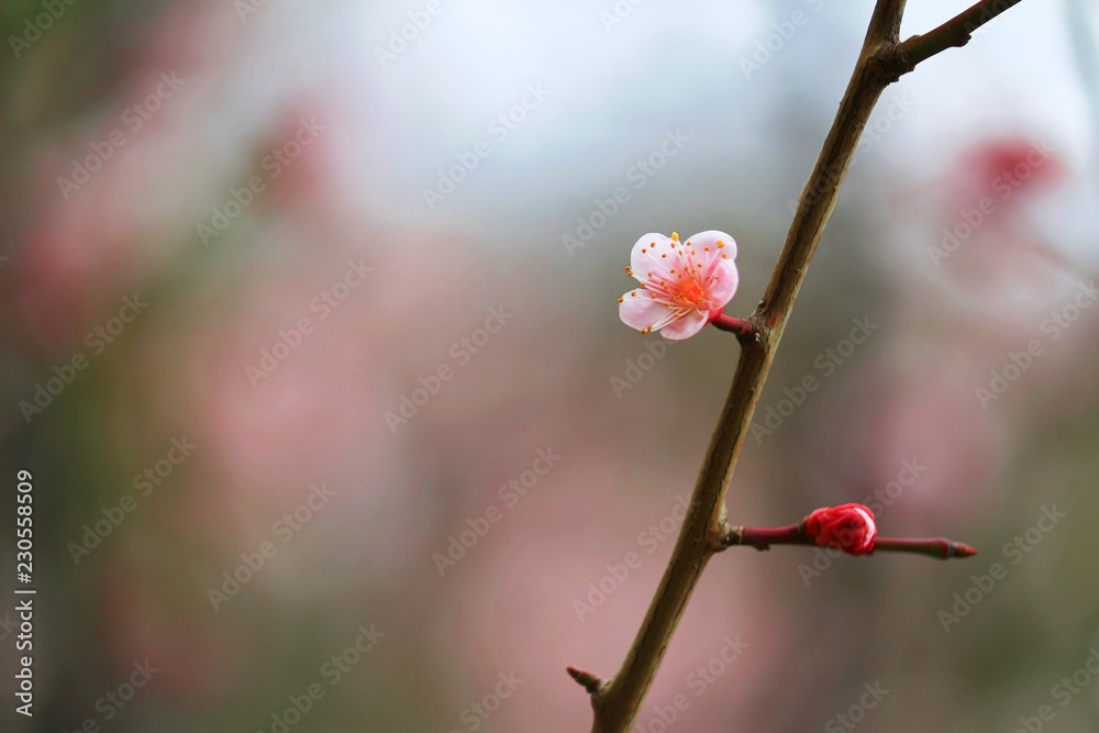 Japanese plum blossoms in early spring
