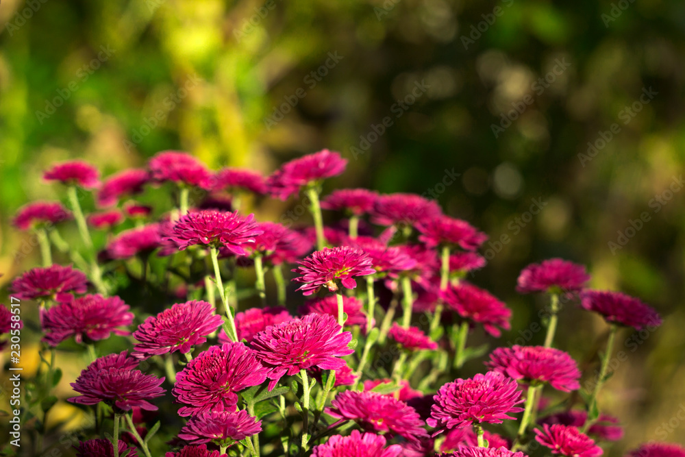 Beautiful pink chrysanthemum growing in the garden, background, autumn flowers Beautiful pink chrysanthemum growing in the garden, background, autumn flowers