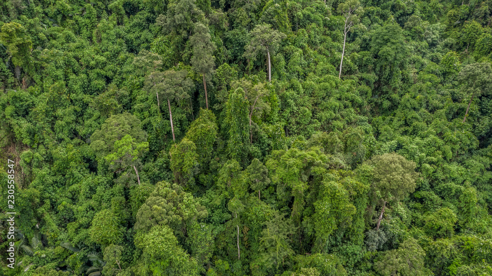 Forest texture view from above, Aerial view forest. Forest texture view from above, Aerial view forest.