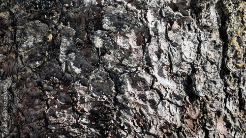 Tree bark texture © Martin Erdniss