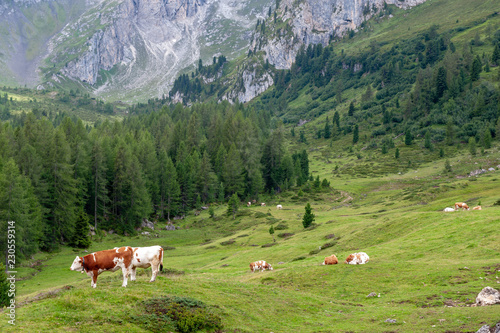 A cow grazing in a pasture in the Italian Dolomite Mountains