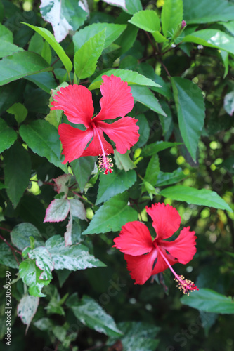 Closeup of red hibiscus flowers with natural background