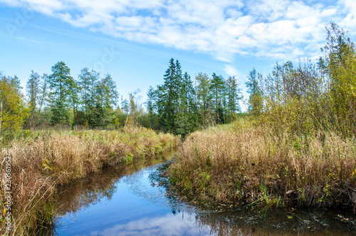 forest pond in autumn