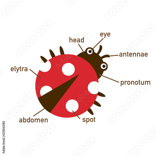 Illustration of ladybug vocabulary part of body.vector