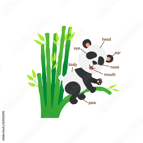Illustration of panda vocabulary part of body.vector