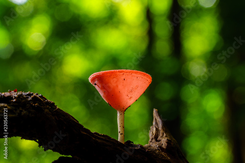 Mushroom with bokeh background