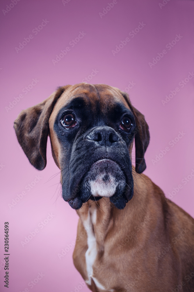 Fototapeta premium Close up on boxer dog's head.