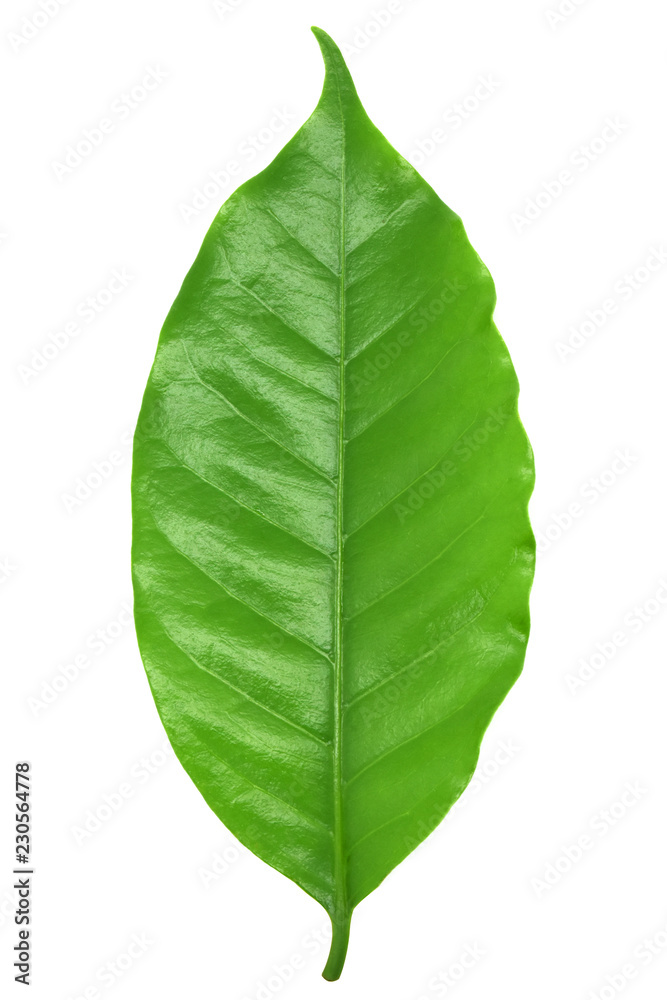 Obraz premium Coffee leaves green, Top leaves coffee on white background.