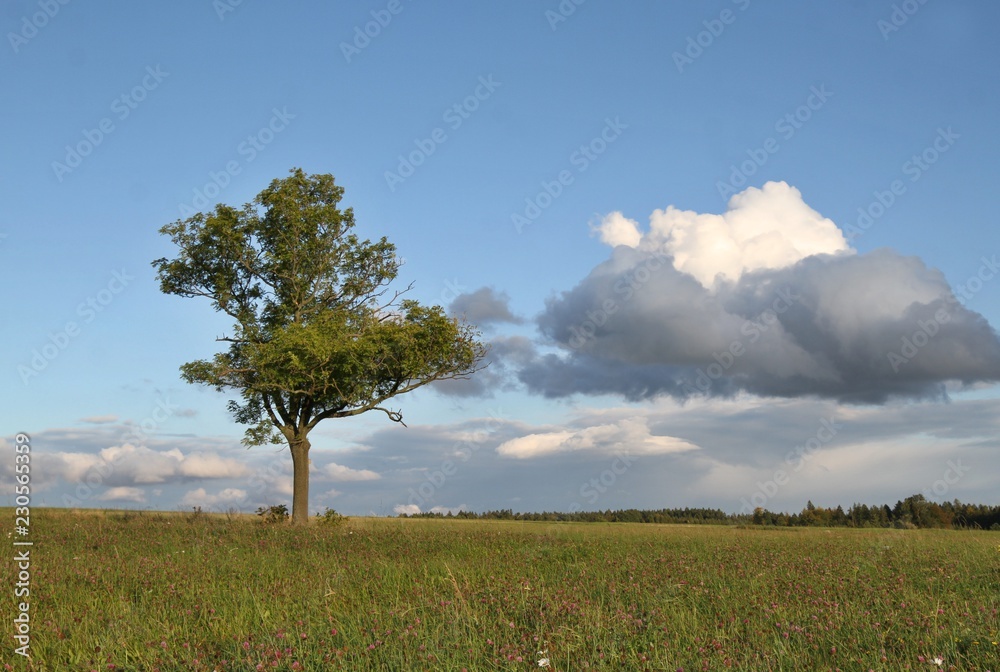 Fototapeta premium Czech typical summer landscape with tree. Landscape with meadow and clouds.