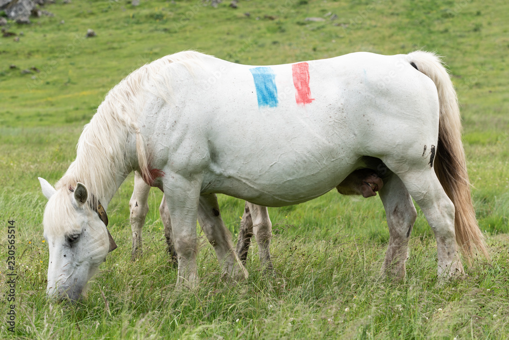 Cheval blanc avec un dessin du drapeau français et son poulain Cheval blanc avec un dessin du drapeau français et son poulain