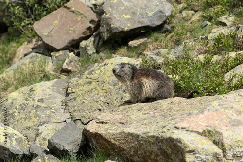 Marmotte assise sur un rocher  photo