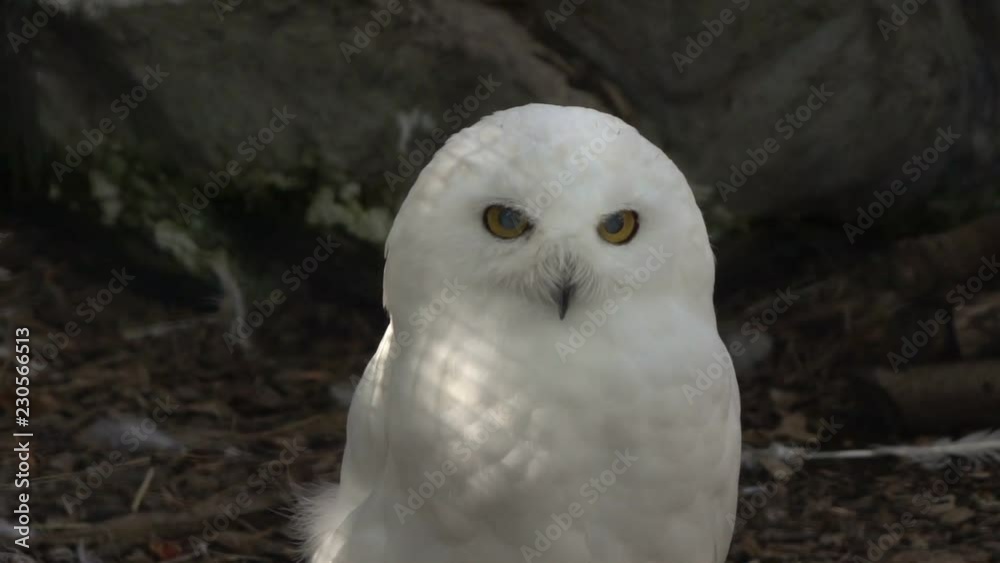 Mysterious White Owl in Super Slow Motion Mysterious White Owl in Super Slow Motion