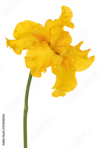 Fototapeta Naklejka Na Ścianę i Meble -  iris flower isolated