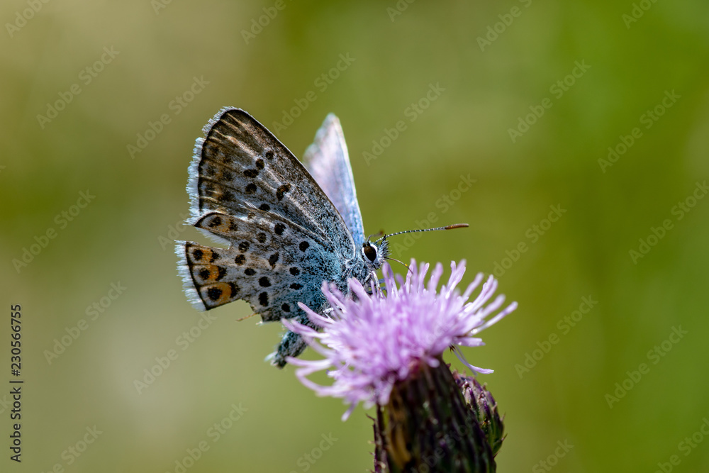 Close up of a silver studded blue wing butterfly Close up of a silver studded blue wing butterfly