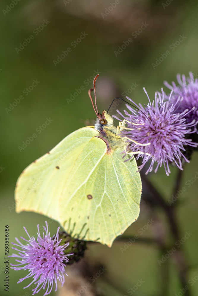 Closeup macro of a yellow brimstone butterfly Closeup macro of a yellow brimstone butterfly