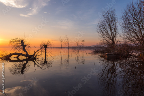 Beautiful sunset at Trasimeno lake  Umbria   with perfectly still water  skeletal trees and beautiful warm colors