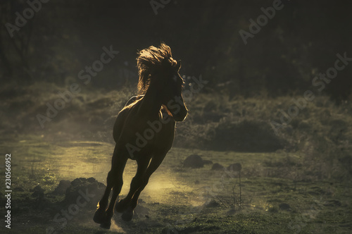 Un cheval au galop dans un pré, représenté en clair-obscur et en silhouette photo