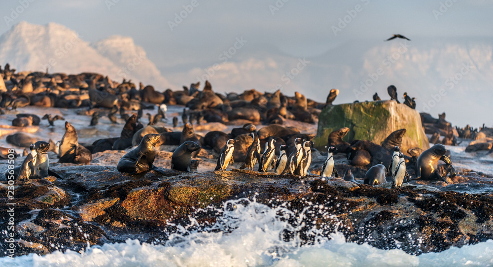 Fototapeta premium African Penguins on Seal Island. Seals colony on the background. African penguin, Spheniscus demersus, also known as the jackass penguin and black-footed penguin. False Bay. South Africa.