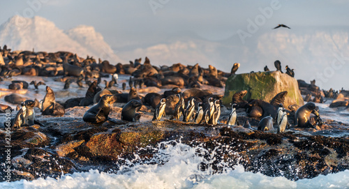 African Penguins on Seal Island. Seals colony on the background. African penguin, Spheniscus demersus, also known as the jackass penguin and black-footed penguin. False Bay. South Africa.