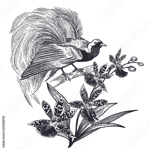 Realistic hand drawing of bird of Paradise and Orchid isolated on white background.