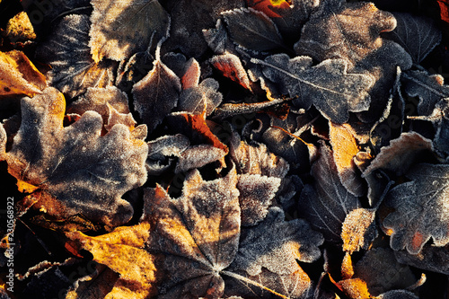 Beautiful fallen leaves covered with frost