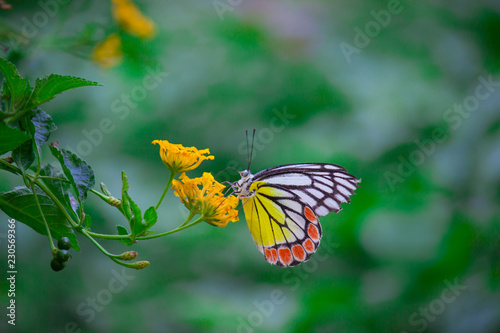 Delias eucharis  the common Jezebel  is a medium-sized pierid butterfly found in many areas of south and southeast Asia  especially in the non-arid regions of India