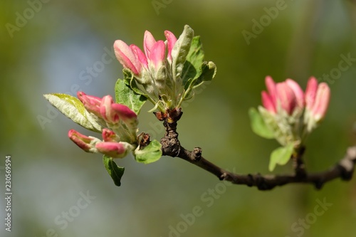 branch of a tree with flowers