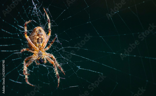 forest spider on the net