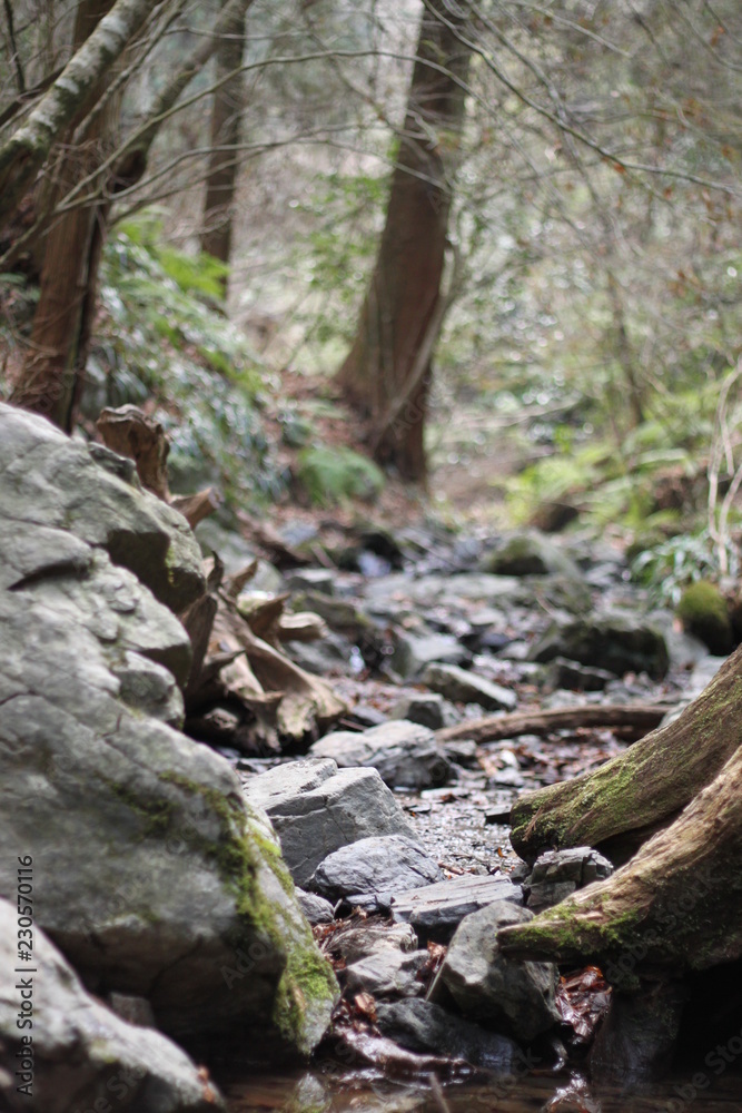 forest forest