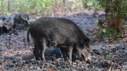 Wallpaper Mural Wild boar search feed in the forest, autumn, (sus scrofa), germany Torontodigital.ca