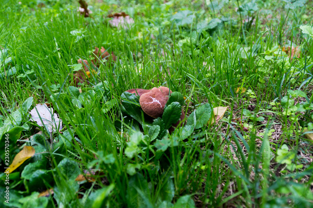 Cappello del fungo tra l'erba Cappello del fungo tra l'erba