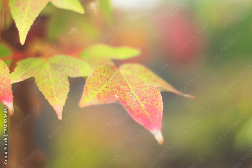 Season concept: Red maple leaves in autumn season with blue sky blurred background