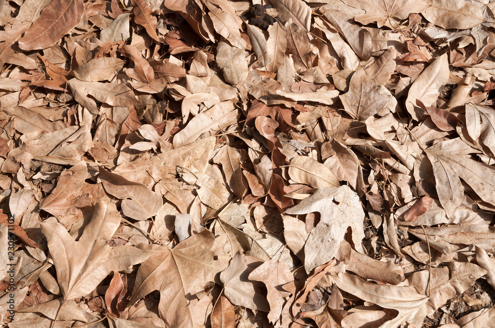 Leaves surface, dried leaf