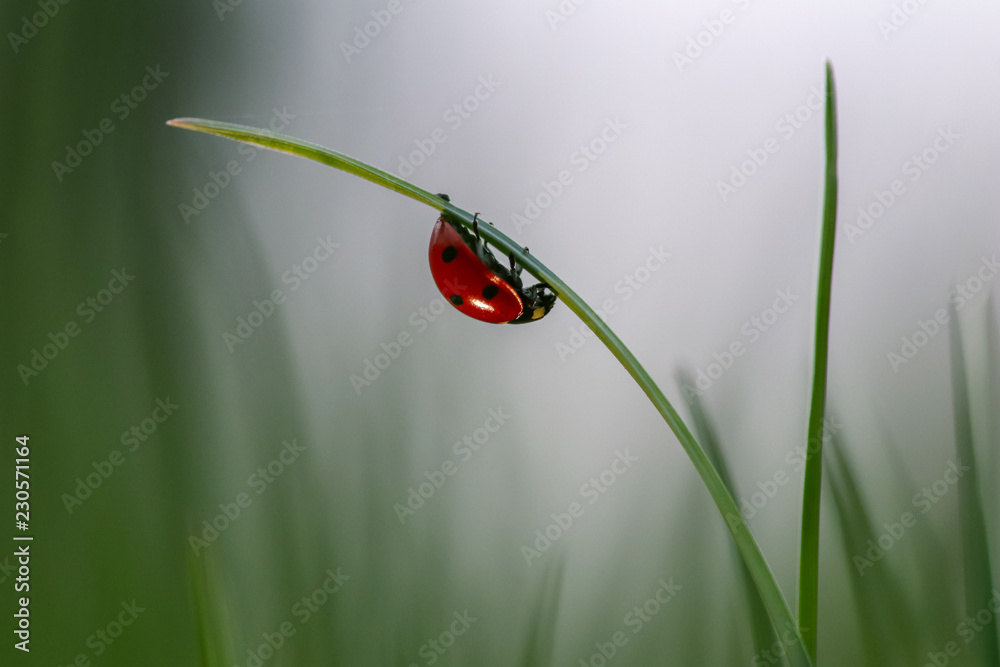 ladybug on green leaf ladybug on green leaf