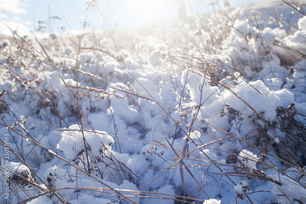 frosty winter morning Sunny day