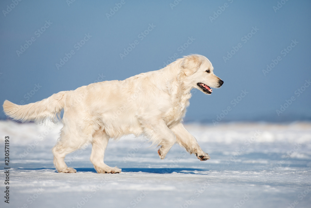 happy golden retriever dog running on ice happy golden retriever dog running on ice