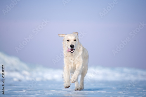 happy golden retriever dog running on ice on the beach