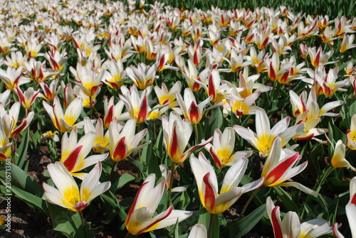 Tulips 'The First' (Tulip) Kaufmanniana Group grown in the park.  Spring time in Netherlands. photo