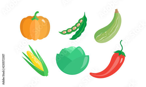 Collection of vegetables, pumpkin, green bean, zucchini, corncob, cabbage, hot chilli pepper, vector Illustration on a white background.