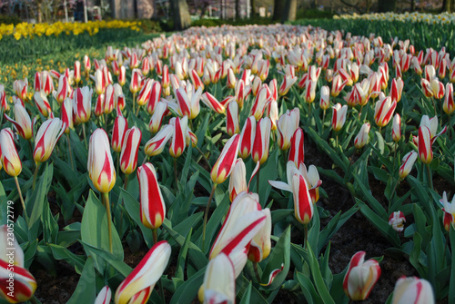 Tulips 'The First' (Tulip) Kaufmanniana Group grown in the park.  Spring time in Netherlands. photo