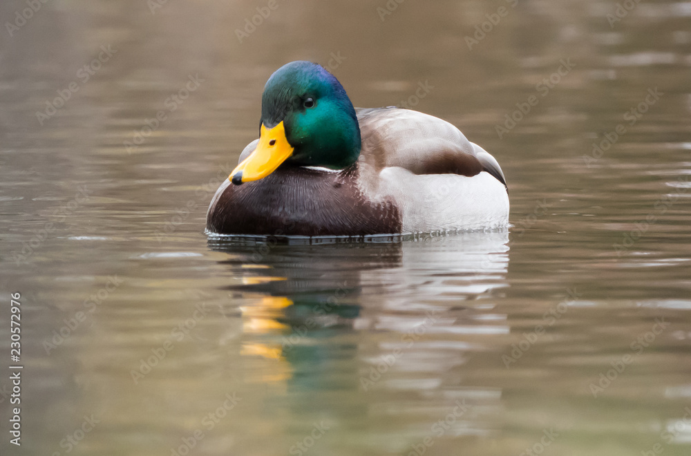Mallard on the lake. Wild duck on water. Mallard on the lake. Wild duck on water.