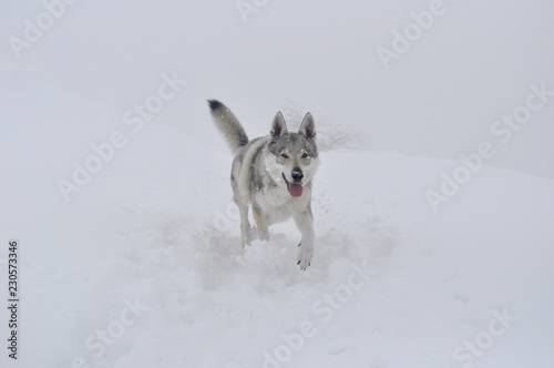 cane lupo cecoslovacco photo