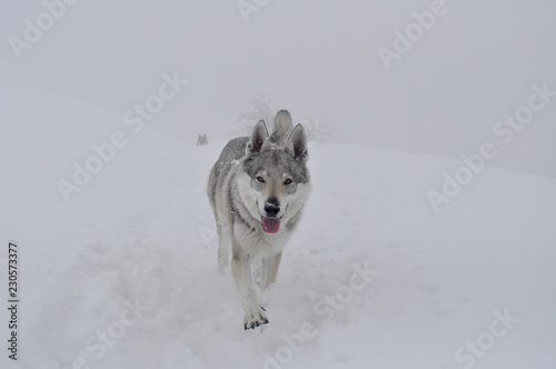 cane lupo cecoslovacco photo