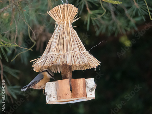 Winter Feed for birds. Eurasian nuthatch in winter feed. © Peter
