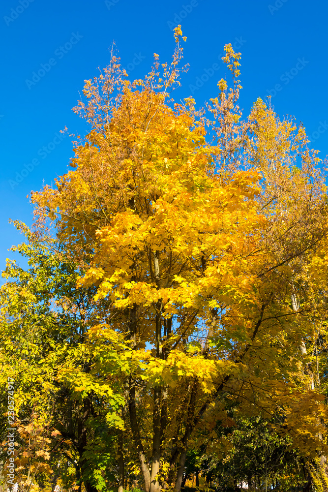 Autumn landscape. Golden leaves on blue sky background Autumn landscape. Golden leaves on blue sky background