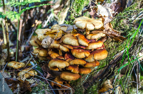 multilevel mycelium of inedible fungi